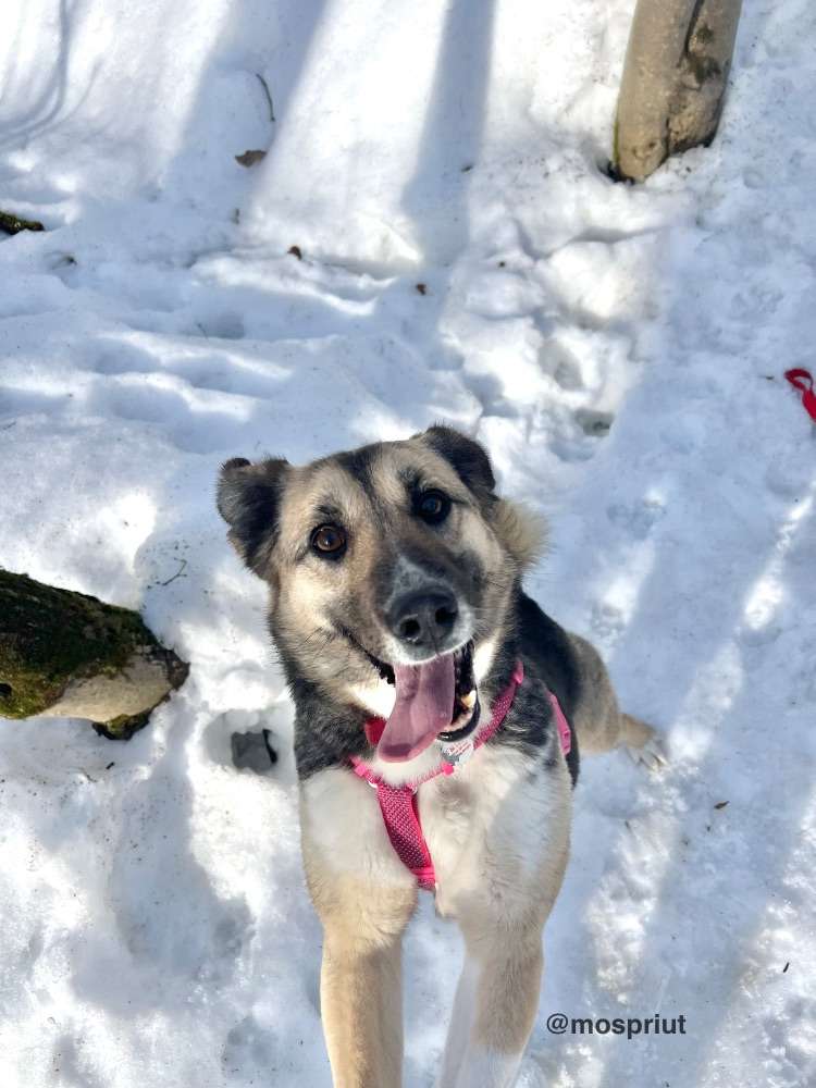 СОБАКА КНОПА  из приюта Щербинка для бездомных животных, Москва и Московская область | mospriut