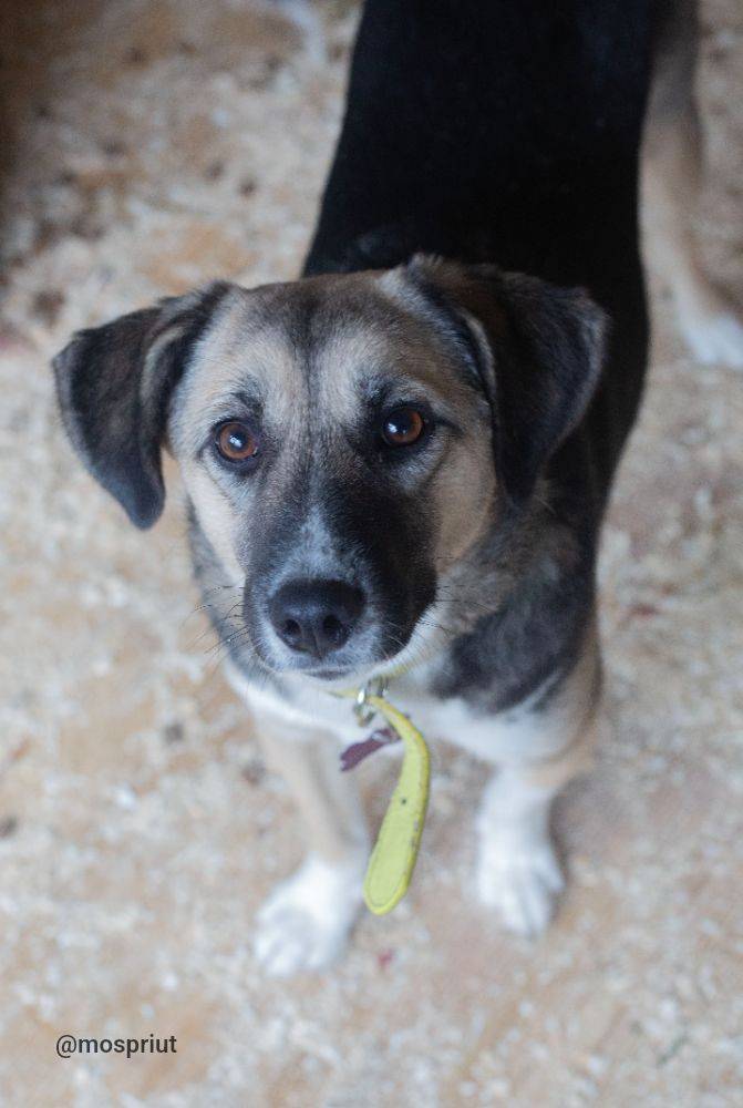 Бездомное животное Кнопа из приюта