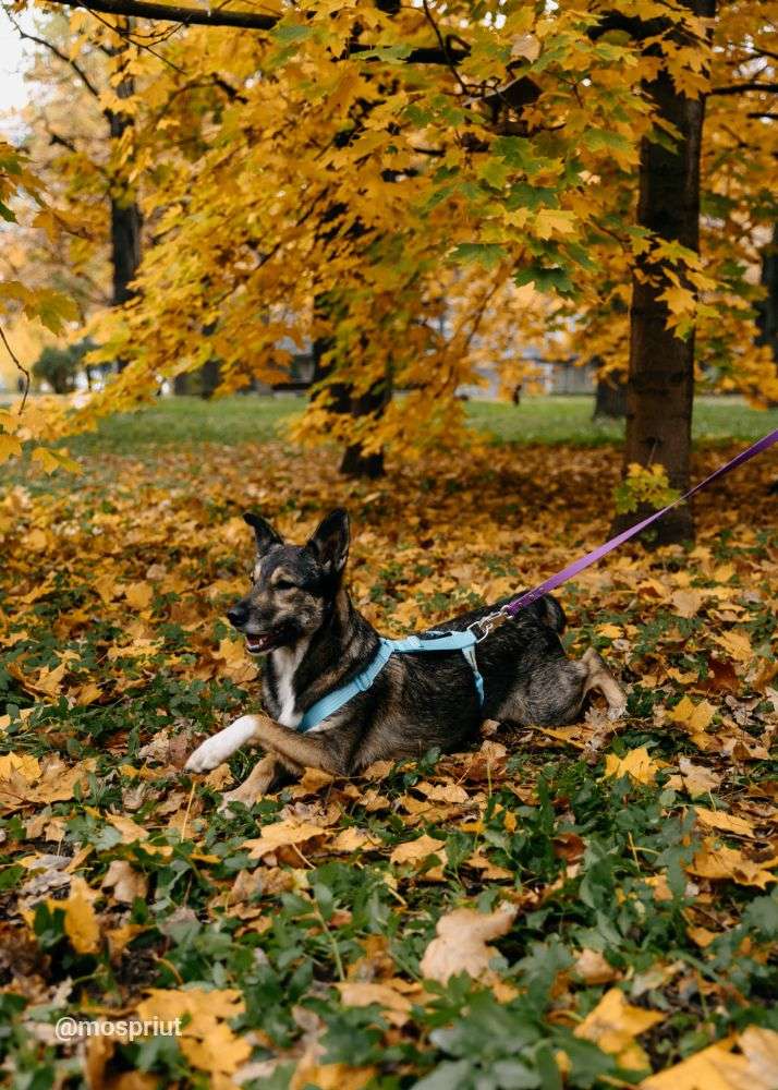 СОБАКА РОННИ из приюта Дубовая Роща для бездомных животных, Москва и Московская область | mospriut