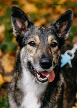 собака Ронни из приюта ищет дом