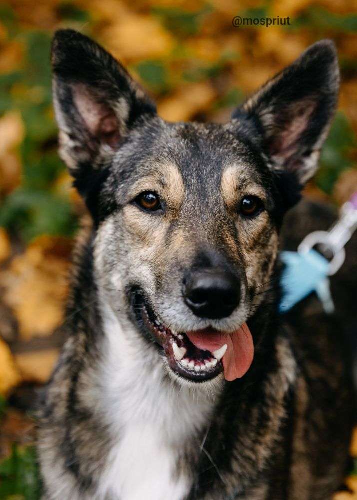 СОБАКА РОННИ из приюта Дубовая Роща для бездомных животных, Москва и Московская область | mospriut