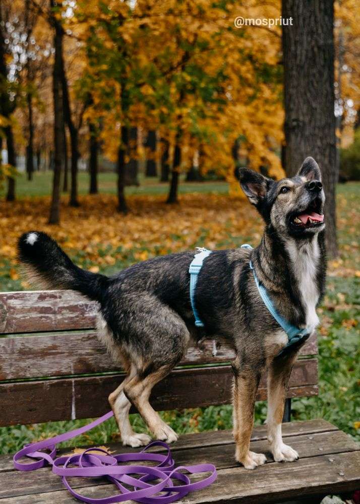 СОБАКА РОННИ из приюта Дубовая Роща для бездомных животных, Москва и Московская область | mospriut