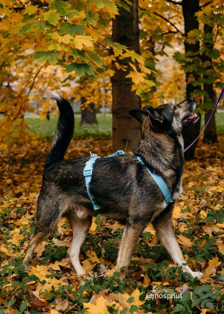 СОБАКА РОННИ из приюта Дубовая Роща для бездомных животных, Москва и Московская область | mospriut