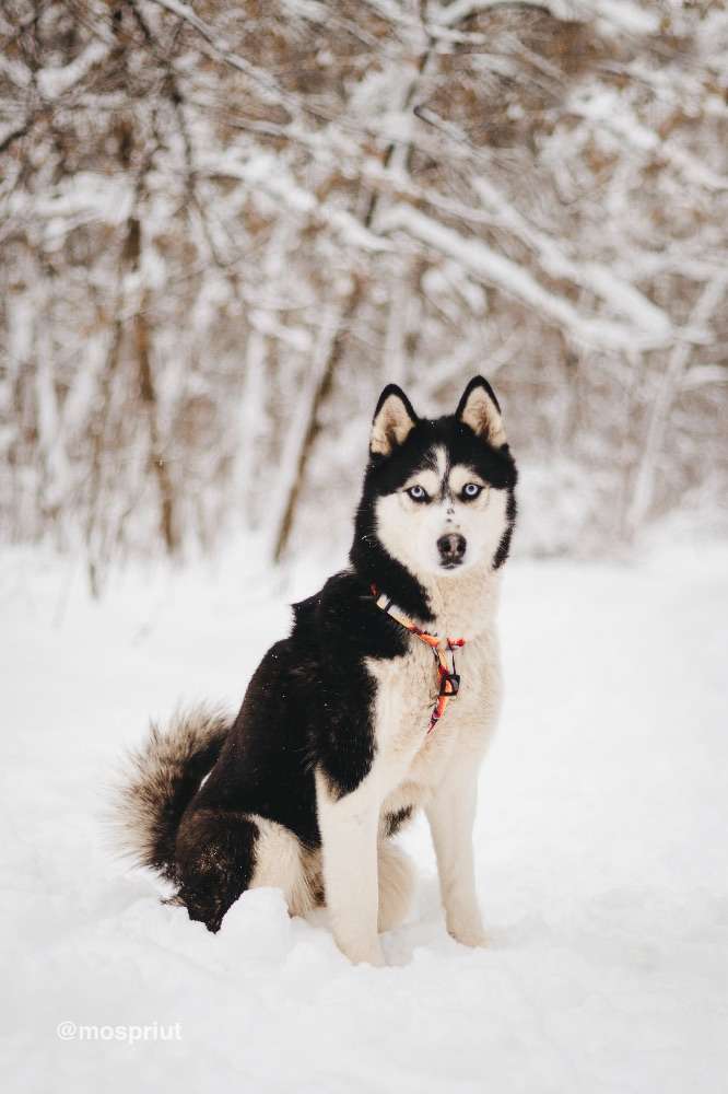 СОБАКА МИВА  из приюта Красная сосна для бездомных животных, Москва и Московская область | mospriut