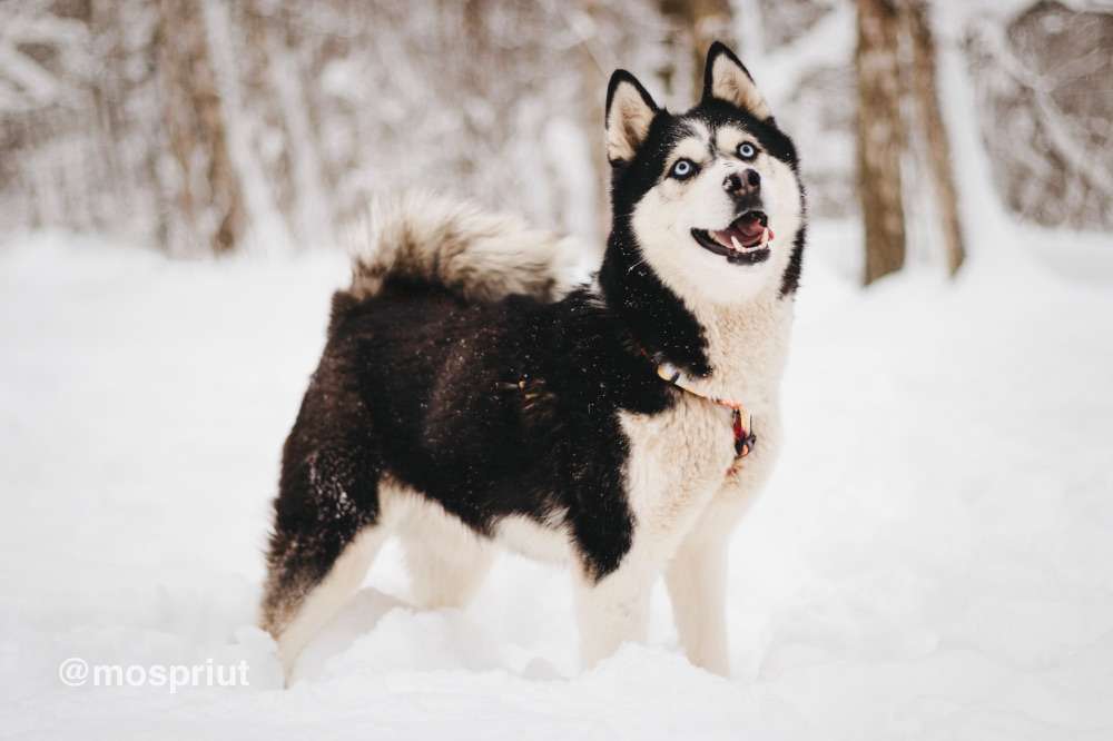 СОБАКА МИВА  из приюта Красная сосна для бездомных животных, Москва и Московская область | mospriut