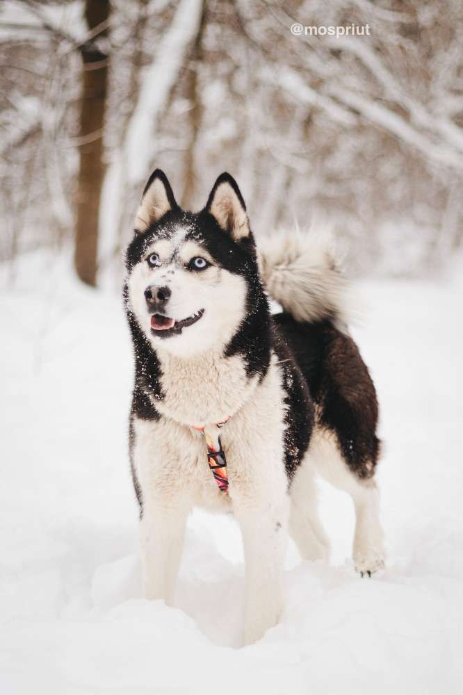 СОБАКА МИВА  из приюта Красная сосна для бездомных животных, Москва и Московская область | mospriut