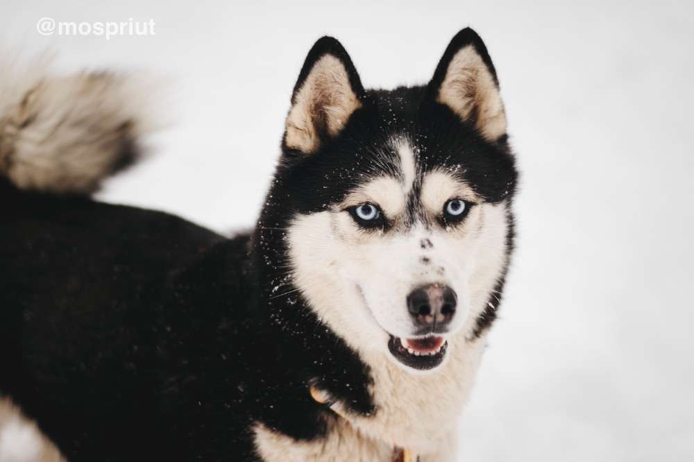 СОБАКА МИВА  из приюта Красная сосна для бездомных животных, Москва и Московская область | mospriut
