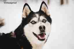 Приют для бездомных животных в Москве и Московской области | Взять собаку или кошку из приюта - mospriut