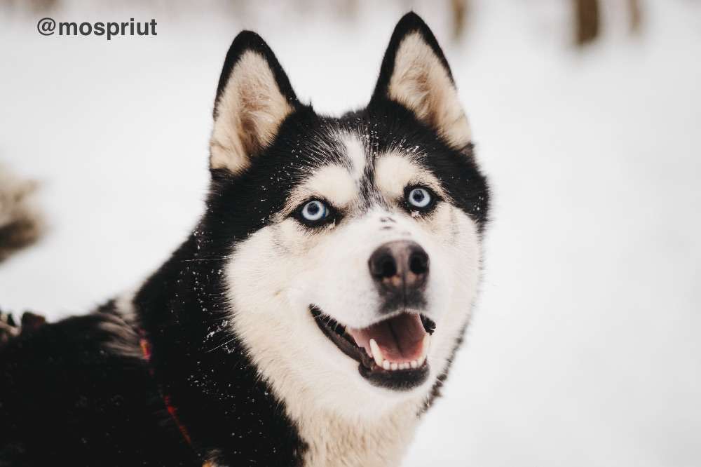 СОБАКА МИВА  из приюта Красная сосна для бездомных животных, Москва и Московская область | mospriut