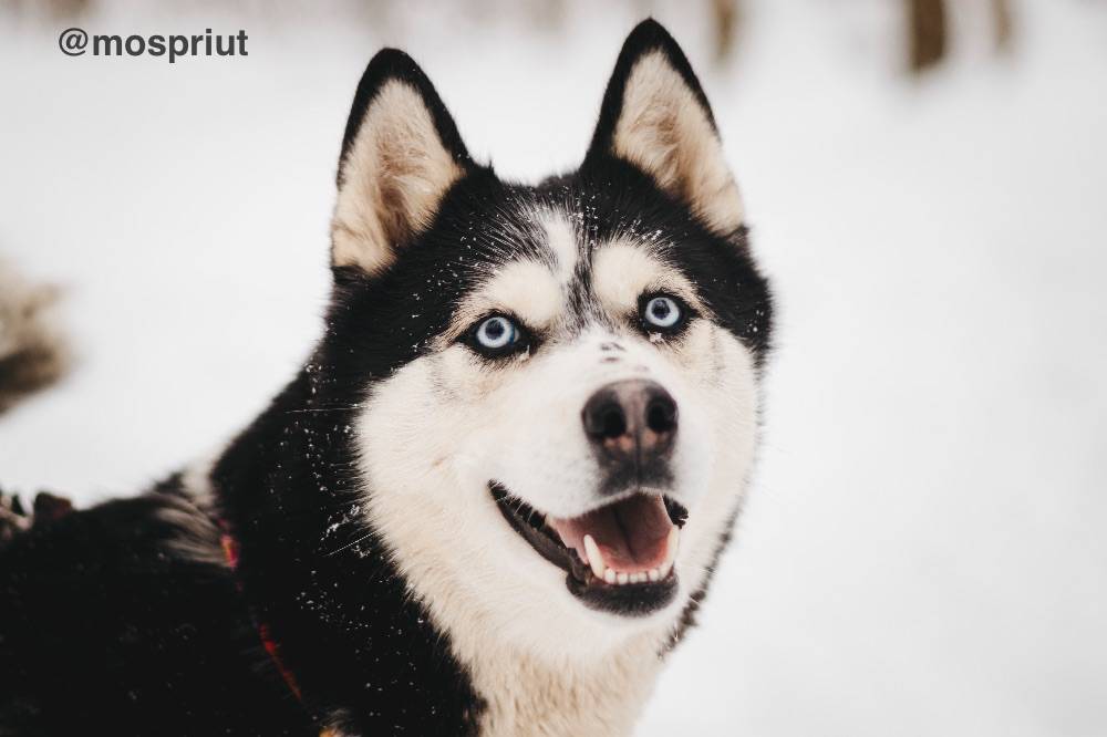 собака Мива  приюта для бездомных животных