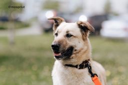 собака Персик из приюта ищет дом