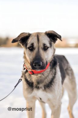 собака Одетта из приюта ищет дом