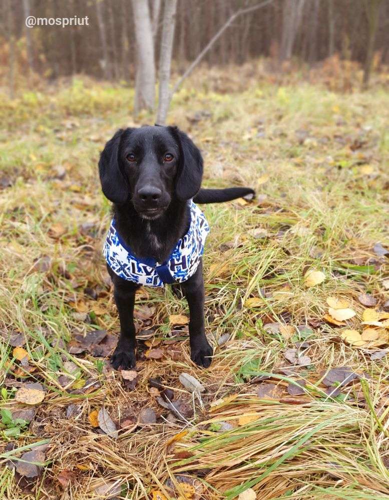 СОБАКА МАТТЕО  из приюта Щербинка для бездомных животных, Москва и Московская область | mospriut