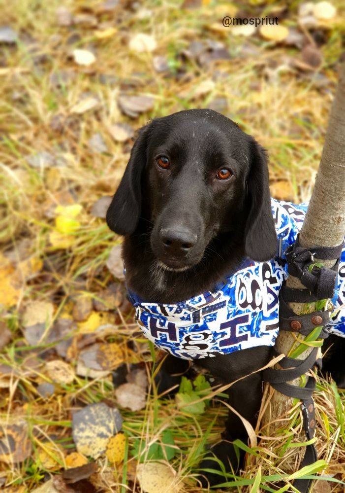 Питомец Маттео из приюта для бездомных животных - mospriut (мосприют)