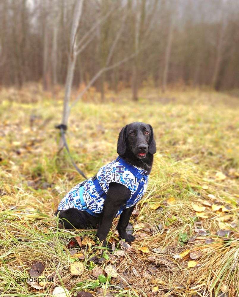 СОБАКА МАТТЕО  из приюта Щербинка для бездомных животных, Москва и Московская область | mospriut