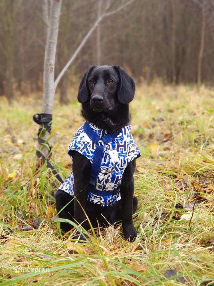СОБАКА МАТТЕО  из приюта Щербинка для бездомных животных, Москва и Московская область | mospriut