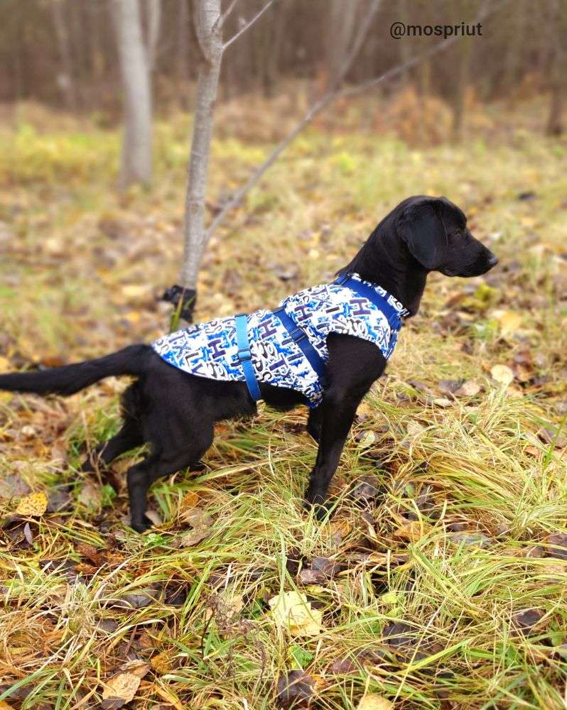 СОБАКА МАТТЕО  из приюта Щербинка для бездомных животных, Москва и Московская область | mospriut