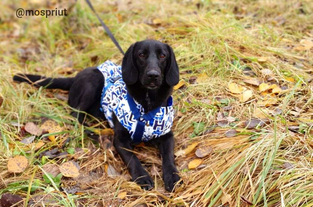 СОБАКА МАТТЕО  из приюта Щербинка для бездомных животных, Москва и Московская область | mospriut