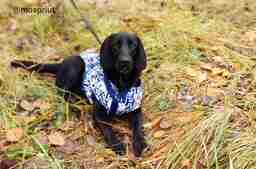 Приют для бездомных животных в Москве и Московской области | Взять собаку или кошку из приюта - mospriut