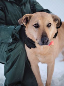 собака Астра из приюта ищет дом