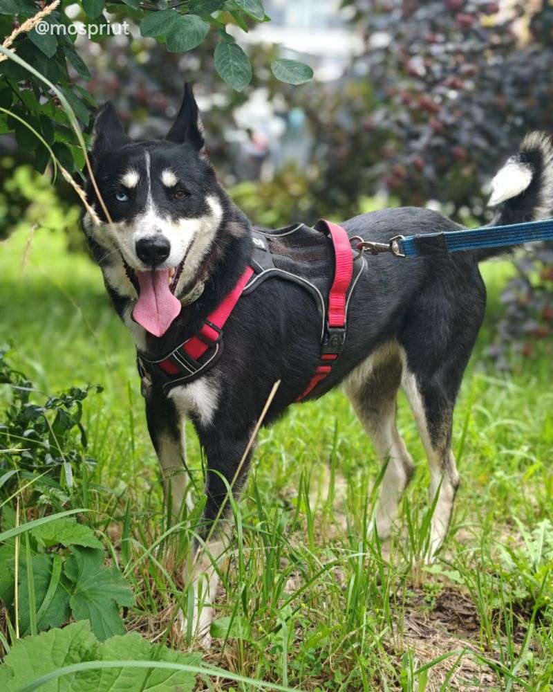 СОБАКА РУТА  из приюта Щербинка для бездомных животных, Москва и Московская область | mospriut