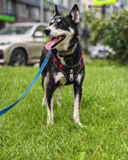 Приют для бездомных животных в Москве и Московской области | Взять собаку или кошку из приюта - mospriut