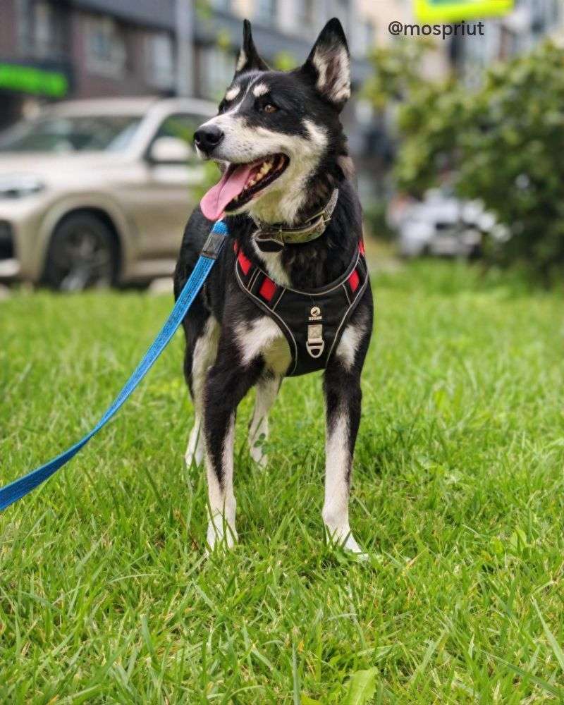 СОБАКА РУТА  из приюта Щербинка для бездомных животных, Москва и Московская область | mospriut