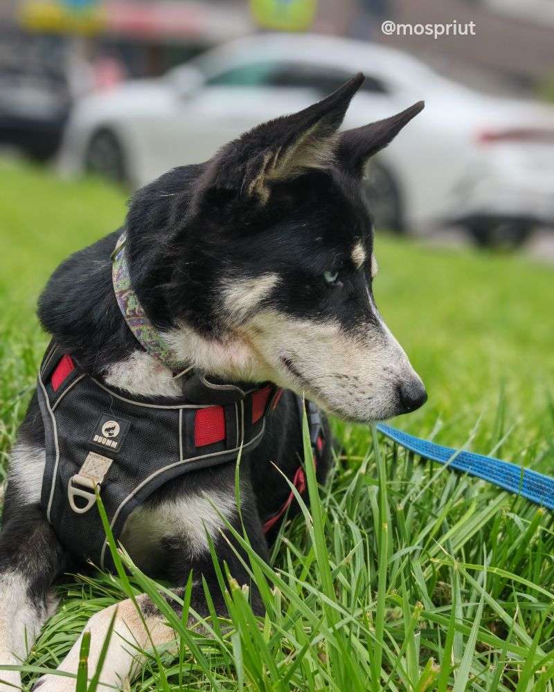 СОБАКА РУТА  из приюта Щербинка для бездомных животных, Москва и Московская область | mospriut
