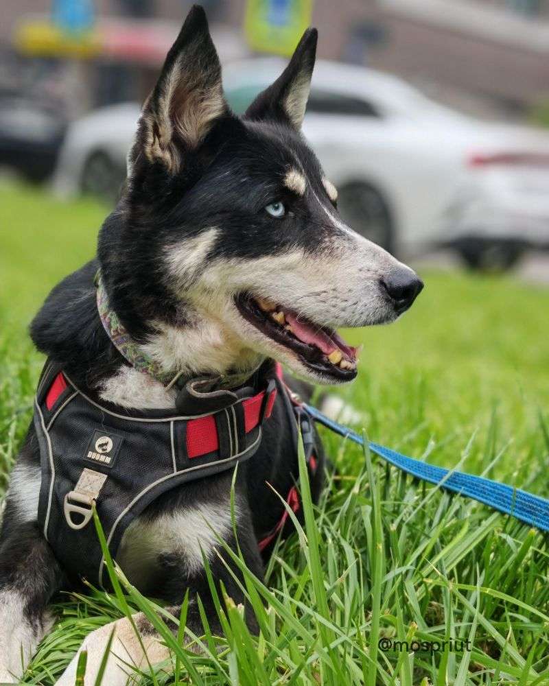 СОБАКА РУТА  из приюта Щербинка для бездомных животных, Москва и Московская область | mospriut