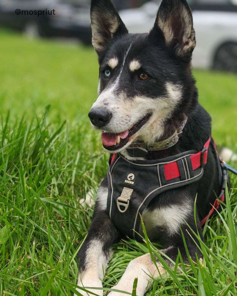 СОБАКА РУТА  из приюта Щербинка для бездомных животных, Москва и Московская область | mospriut