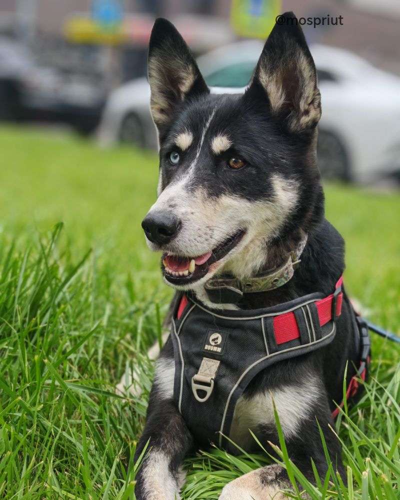 СОБАКА РУТА  из приюта Щербинка для бездомных животных, Москва и Московская область | mospriut