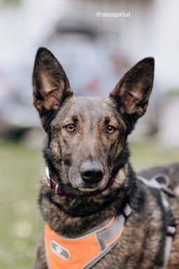 собака Петруша из приюта ищет дом