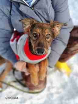 Приют для бездомных животных в Москве и Московской области | Взять собаку или кошку из приюта - mospriut