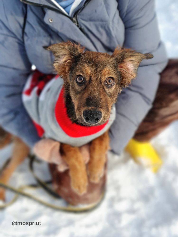 Люся из приюта Москвы и области ищет дом