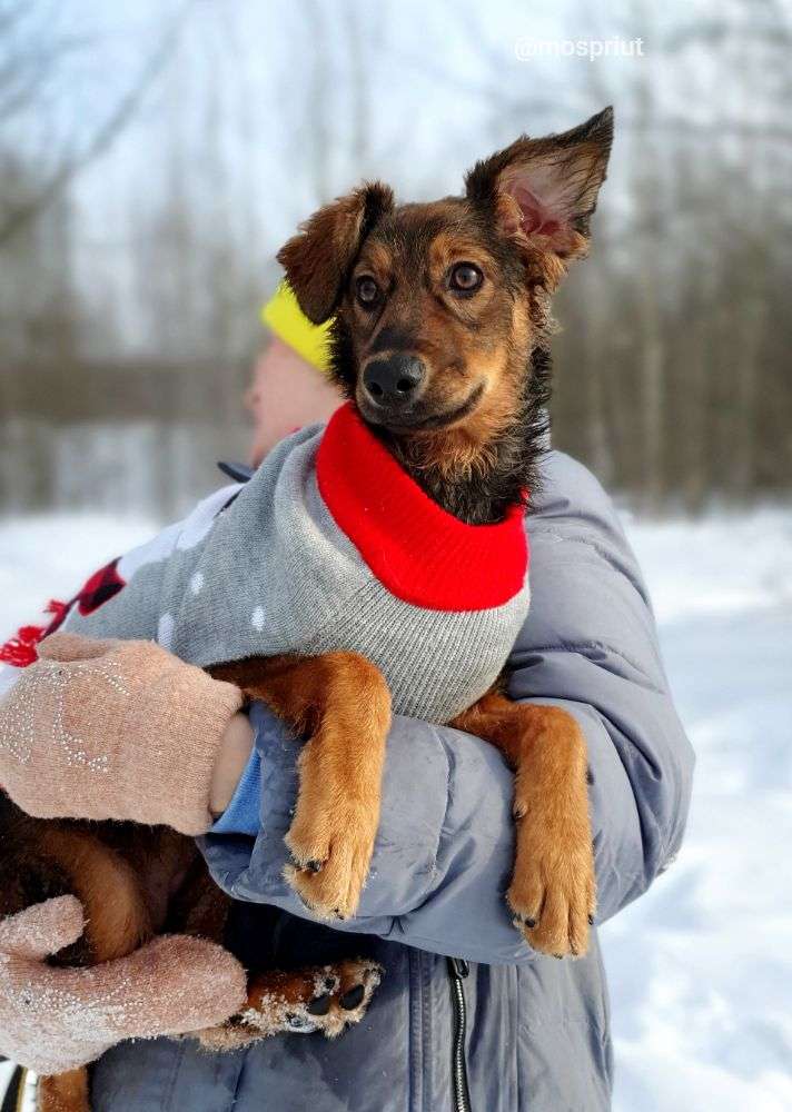 СОБАКА ЛЮСЯ  из приюта Щербинка для бездомных животных, Москва и Московская область | mospriut