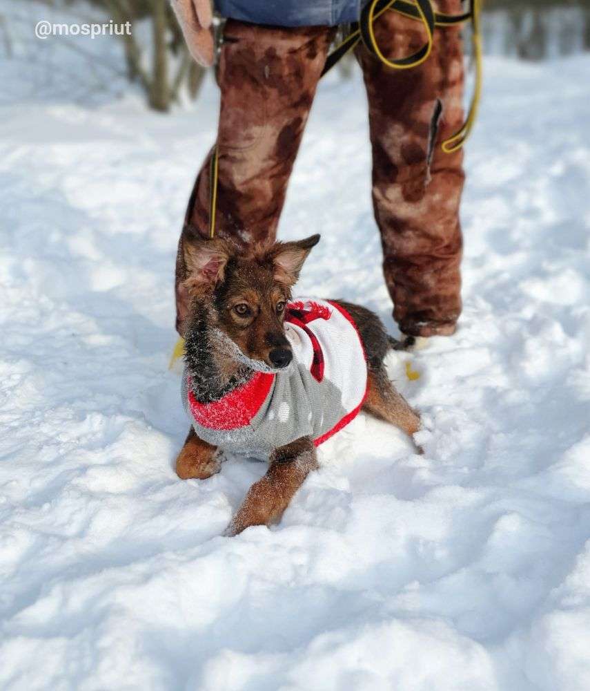 СОБАКА ЛЮСЯ  из приюта Щербинка для бездомных животных, Москва и Московская область | mospriut