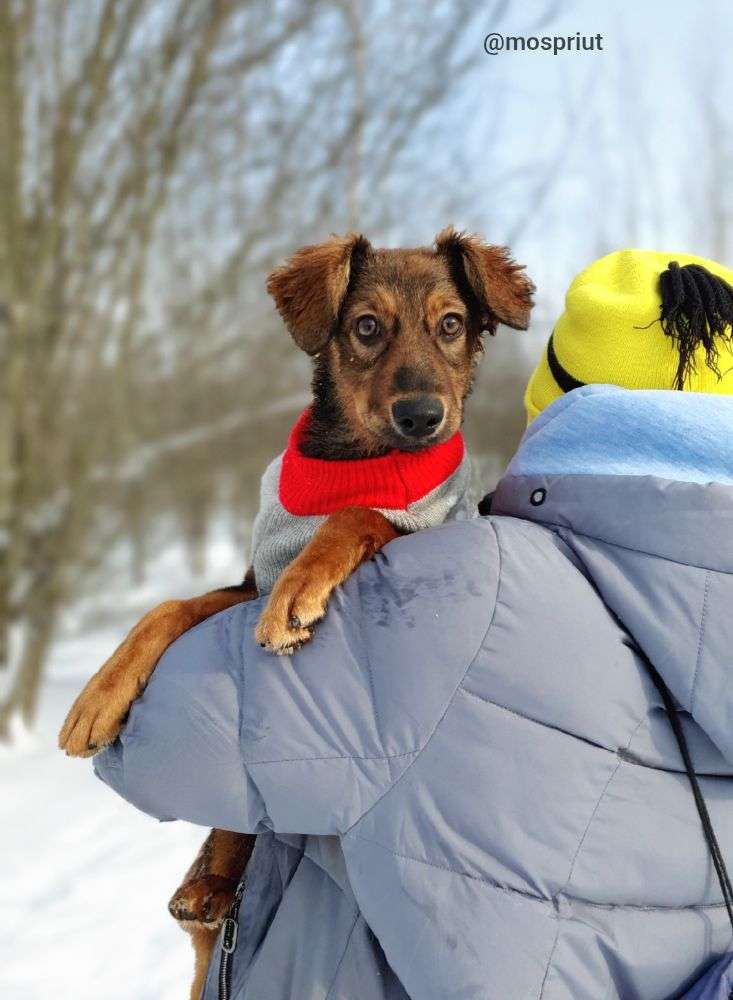 СОБАКА ЛЮСЯ  из приюта Щербинка для бездомных животных, Москва и Московская область | mospriut