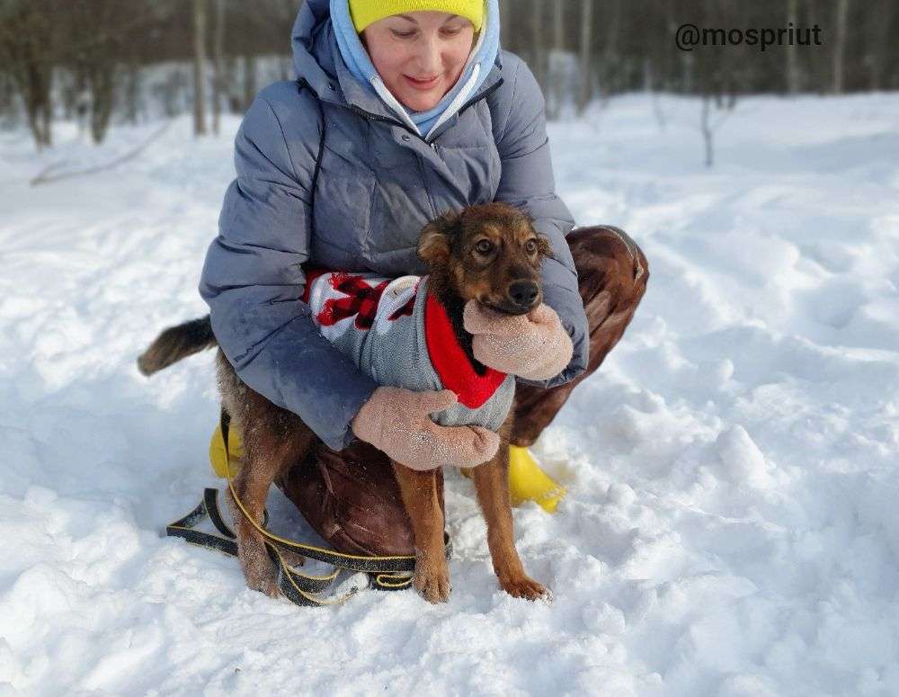 СОБАКА ЛЮСЯ  из приюта Щербинка для бездомных животных, Москва и Московская область | mospriut