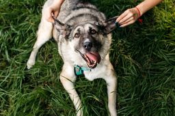 собака Дарина  из приюта ищет дом