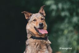 собака Немо из приюта ищет дом