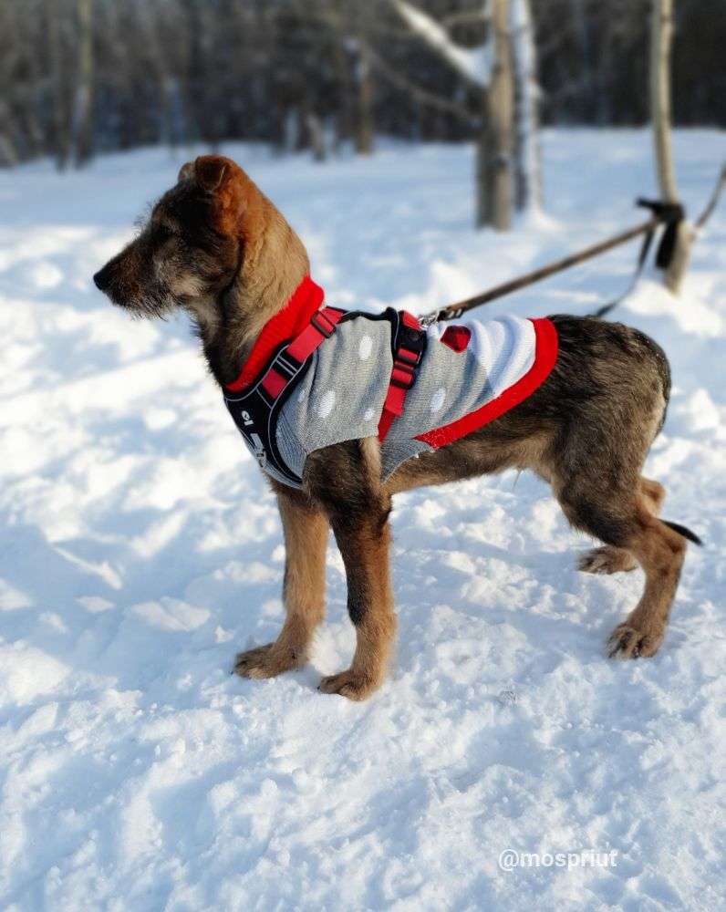 СОБАКА ГАРРИ  из приюта Щербинка для бездомных животных, Москва и Московская область | mospriut