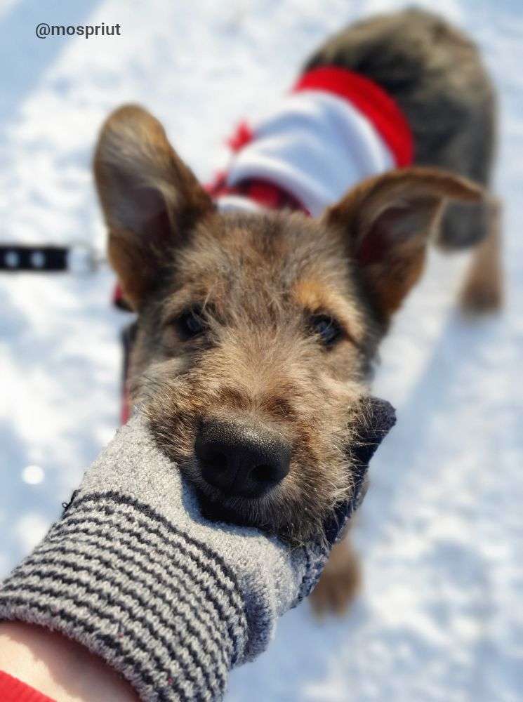СОБАКА ГАРРИ  из приюта Щербинка для бездомных животных, Москва и Московская область | mospriut