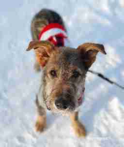 Приют для бездомных животных в Москве и Московской области | Взять собаку или кошку из приюта - mospriut