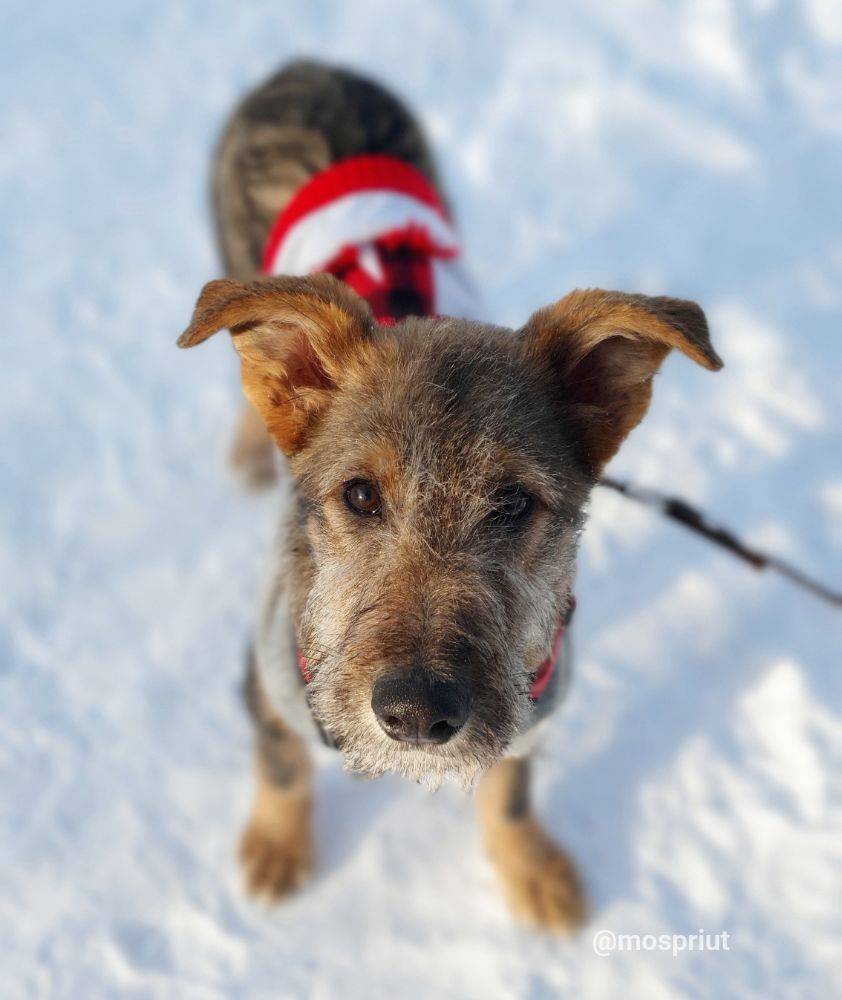 Гарри из приюта Москвы и области ищет дом