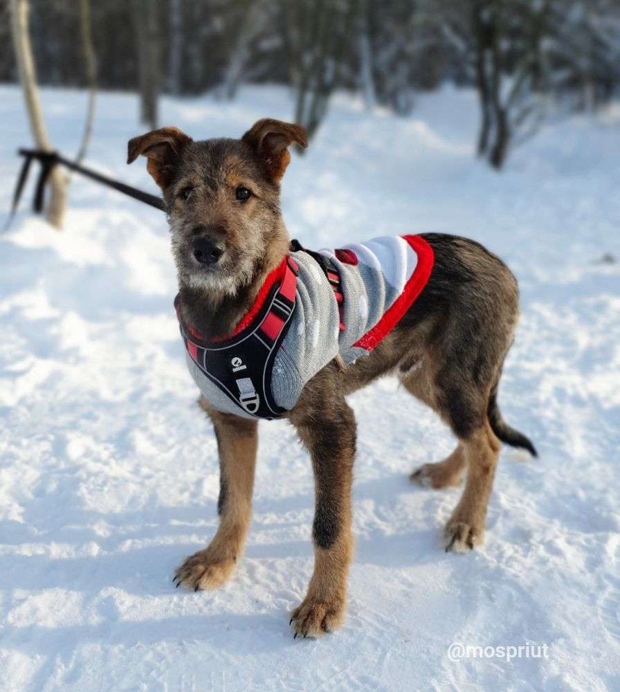 СОБАКА ГАРРИ  из приюта Щербинка для бездомных животных, Москва и Московская область | mospriut