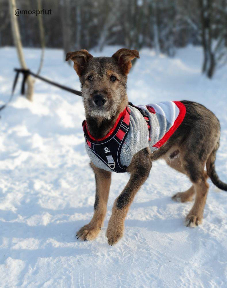 Гарри из приюта Москвы и области ищет дом