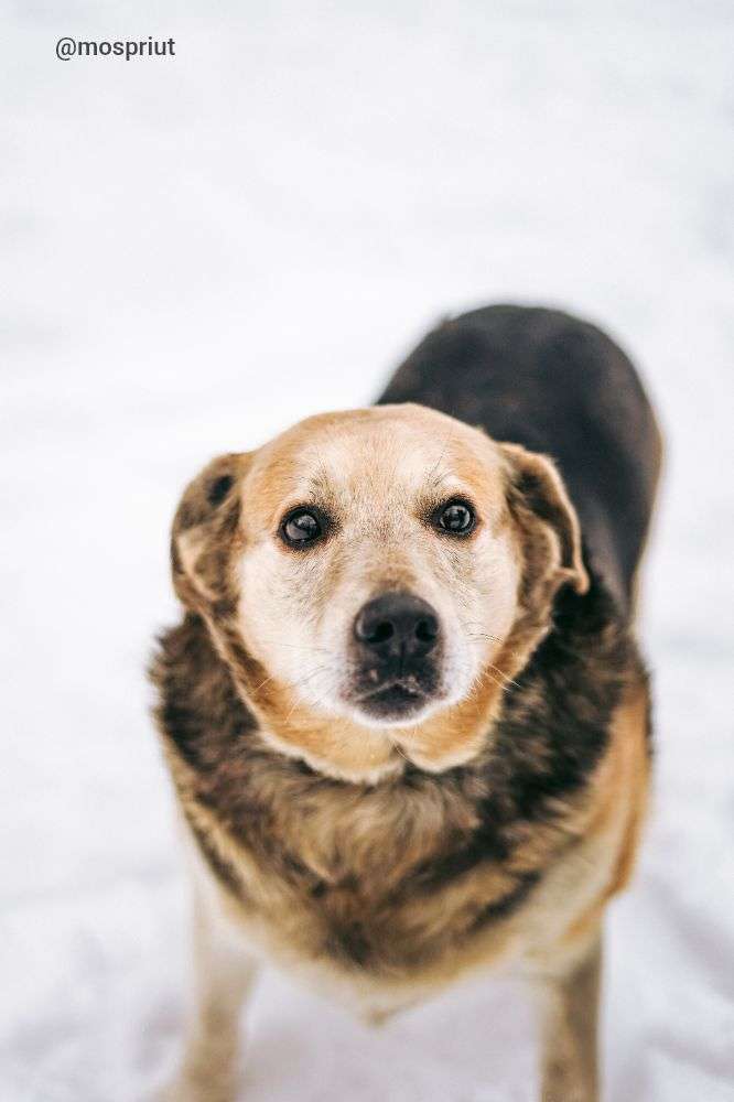 СОБАКА ПЛЮША  из приюта Дубовая Роща для бездомных животных, Москва и Московская область | mospriut