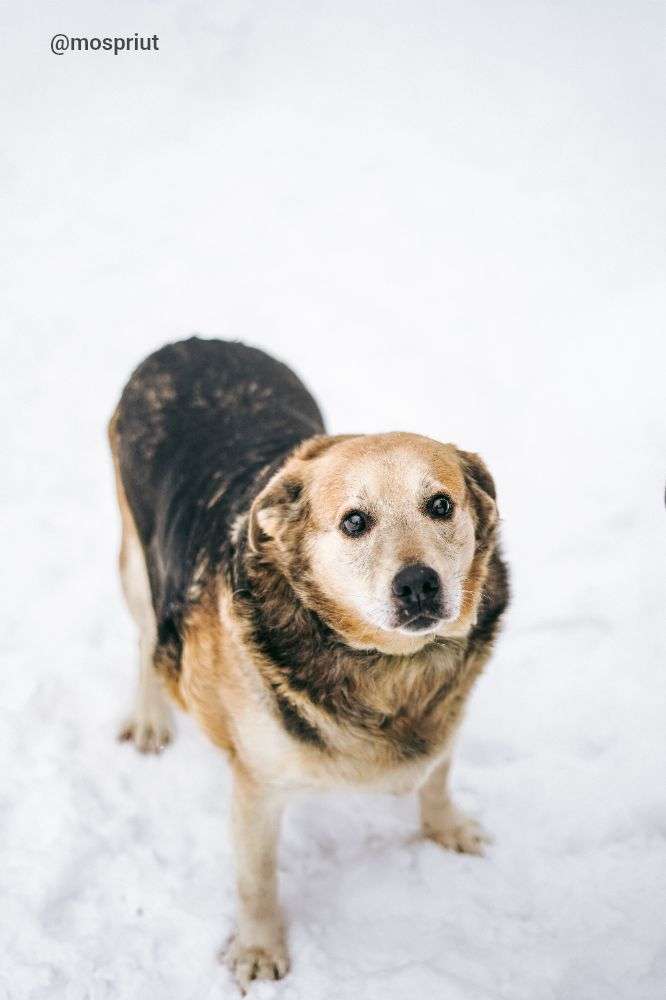 СОБАКА ПЛЮША  из приюта Дубовая Роща для бездомных животных, Москва и Московская область | mospriut