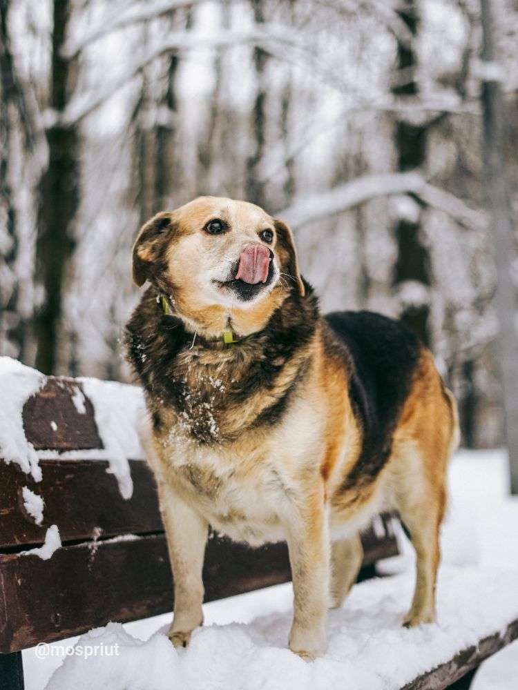 СОБАКА ПЛЮША  из приюта Дубовая Роща для бездомных животных, Москва и Московская область | mospriut
