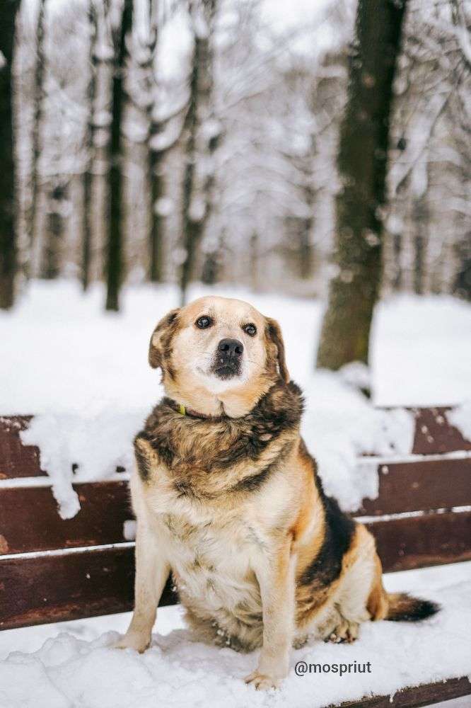 СОБАКА ПЛЮША  из приюта Дубовая Роща для бездомных животных, Москва и Московская область | mospriut